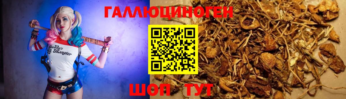 Галлюциногенные грибы Psilocybine cubensis Аша